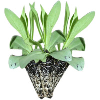 诚智旺 洋桔梗 小苗 /束