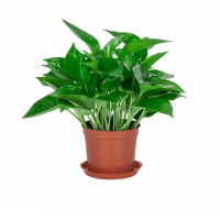 诚智旺 绿萝 含盆/盆