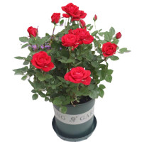 诚智旺 月季花 YJH-1 /束