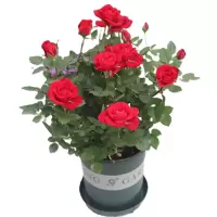 诚智旺 月季花 YJH-1 /束