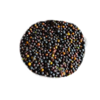 诚智旺 七彩油菜花籽 QCH-1/ 千克