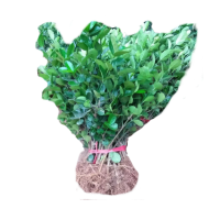 诚智旺 卫矛苗 高30-50公分50棵/捆