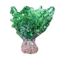 诚智旺 卫矛苗 高30-50公分50棵/捆