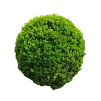 诚智旺 卫矛球 冠幅60公分/棵