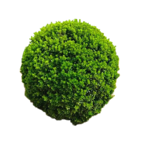 诚智旺 卫矛球 冠幅100公分/棵