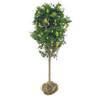 诚智旺 金桂花树 粗6公分高2.4米/棵