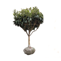 诚智旺 枇杷树 12年苗/棵