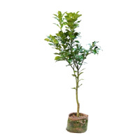 诚智旺 沙田柚子树 高120-150cm/棵