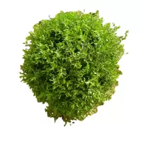 诚智旺 水蜡球 冠幅50cm /棵