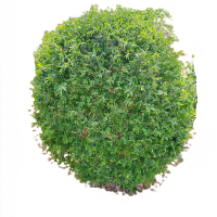 诚智旺 水蜡球 冠幅80cm /棵