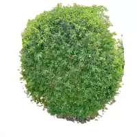 诚智旺 水蜡球 冠幅80cm /棵