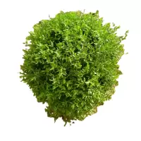 诚智旺 水蜡球 冠幅120cm /棵