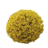 诚智旺 连翘球 冠幅120cm /棵