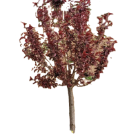 诚智旺 红叶李球 冠幅50cm /棵