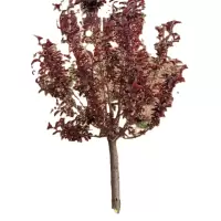 诚智旺 红叶李球 冠幅120cm /棵