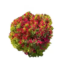 诚智旺 锦带球 冠幅120cm /棵