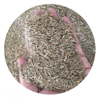 诚智旺 狗牙根草籽 净籽耐热耐旱/千克