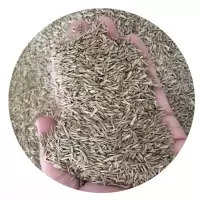 诚智旺 护坡王草籽 净籽/千克