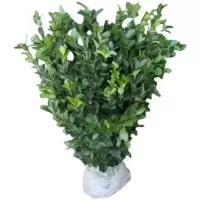 诚智旺 冬青苗 高40-50cm50棵 /捆