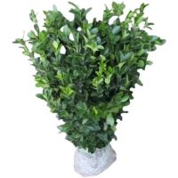 诚智旺 冬青苗 高60-70cm50棵 /捆