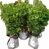 诚智旺 冬青苗 高80-100cm50棵 /捆