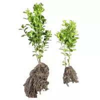 诚智旺 小叶黄杨 高60-70cm50棵 /捆