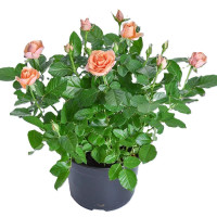 诚智旺 月季 YJH-5 /束