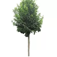 诚智旺 乐昌含笑树 7-8公分 /棵