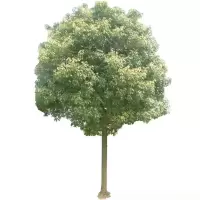 诚智旺 香樟树 8-9公分 /棵