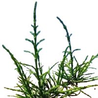 诚智旺 梭梭苗 高30cm /棵