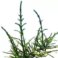 诚智旺 梭梭苗 高30cm /棵