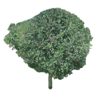 诚智旺 榆树球 1.5米/棵