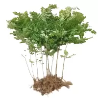 诚智旺 紫穗槐 1.2米高 /棵