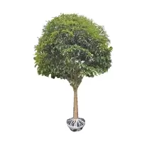 诚智旺 银桂树 6公分 /棵