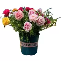 诚智旺 太阳花 盆栽/盆