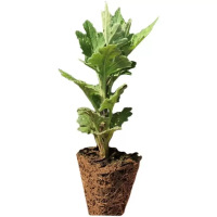 诚智旺 9月金玉满堂黄色 杯苗/盆