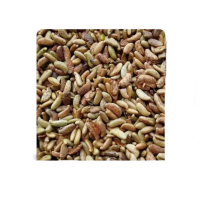 诚智旺 紫穗槐带壳种子 净籽/千克