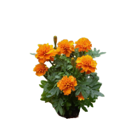 诚智旺 万寿菊 橘黄色/株