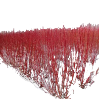 诚智旺 红柳苗 30-40公分 /棵