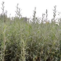 诚智旺 四翅滨藜苗 40-60公分 /棵