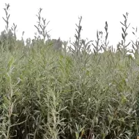 诚智旺 四翅滨藜苗 40-60公分 /棵