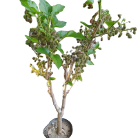 诚智旺 桑树 3年苗/棵