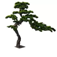 诚智旺 迎客松 YKS-1 /棵