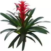 诚智旺 鸿运当头 CZW-01 /束