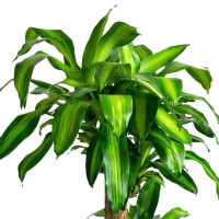 诚智旺 金心巴西铁树 1.6-1.7m /棵