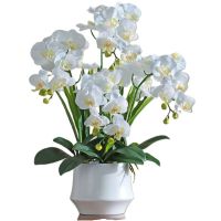 诚智旺 蝴蝶兰 6-7株 /盆