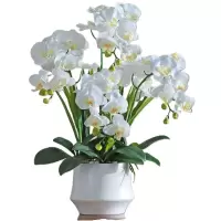 诚智旺 蝴蝶兰 6-7株 /盆