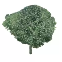 诚智旺 榆树球 1.2m高冠幅80cm /棵