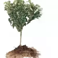 诚智旺 金香蕉苹果树 8-10公分 /棵