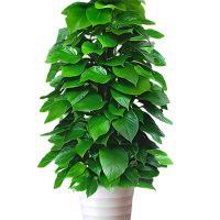 诚智旺 一年生绿萝柱 150-160cm 盆